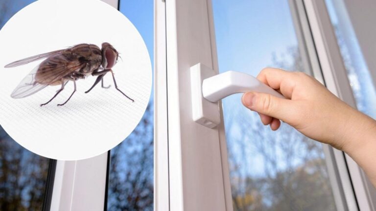 Dieser einfache Trick lässt Fliegen draußen und sorgt für frische Luft in deinem Zuhause…