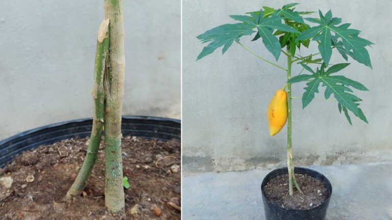 Dieser einfache Trick verdoppelt deine Papaya-Ernte und sorgt für riesige Früchte…