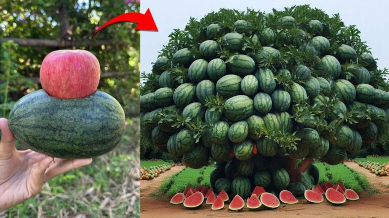 Dieser vergessene Trick verwandelt Wassermelonen in Apfelbäume… so einfach ist es!