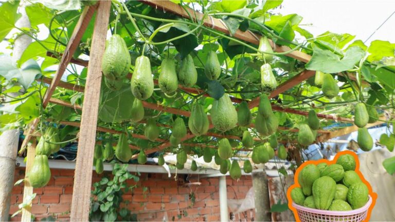 Diese einfache Technik verwandelt jede Terrasse in ein fruchtbares Chayote-Paradies…