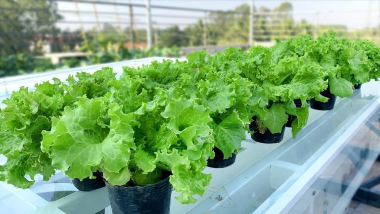 Diese einfache Methode lässt deinen Kopfsalat in Rekordzeit sprießen…
