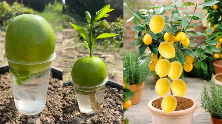 Dieser einfache Trick mit Himbeeren verwandelt dein Wohlbefinden… du wirst staunen!