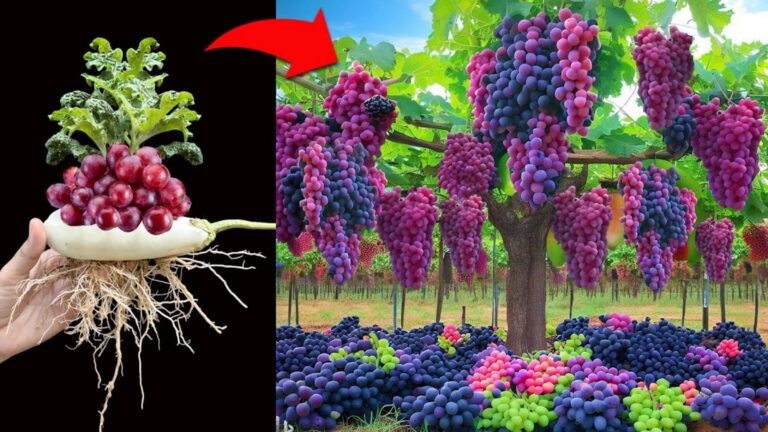 Dieser vergessene Trick lässt Auberginen mit Trauben und Aloe Vera prächtig gedeihen…