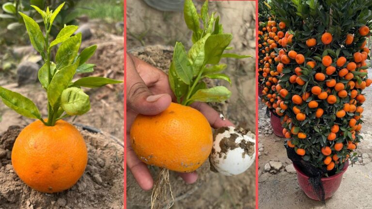 Viele wissen nicht, dass man aus Orangenfrüchten mit Eierschalen neue Orangenbäume