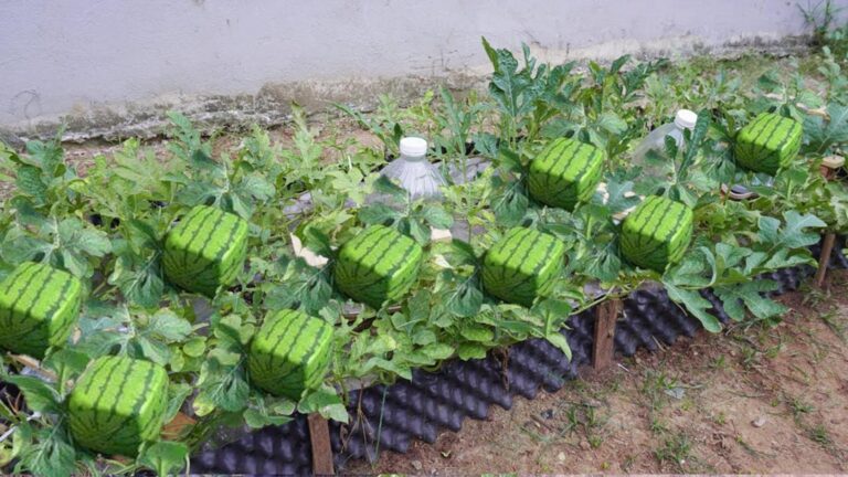 Dieser vergessene Trick verwandelt deine Wassermelonen in perfekte Würfel… entdecke wie!