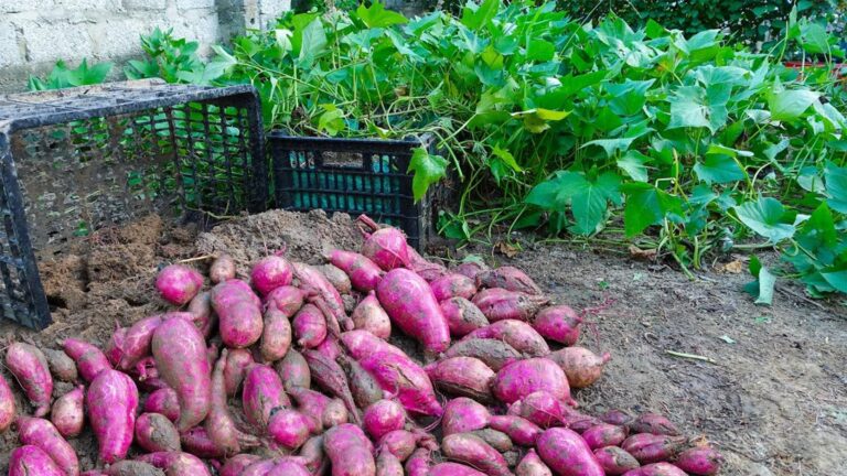 Dieser einfache Trick verdoppelt deine Süßkartoffelernte in nur 120 Tagen…