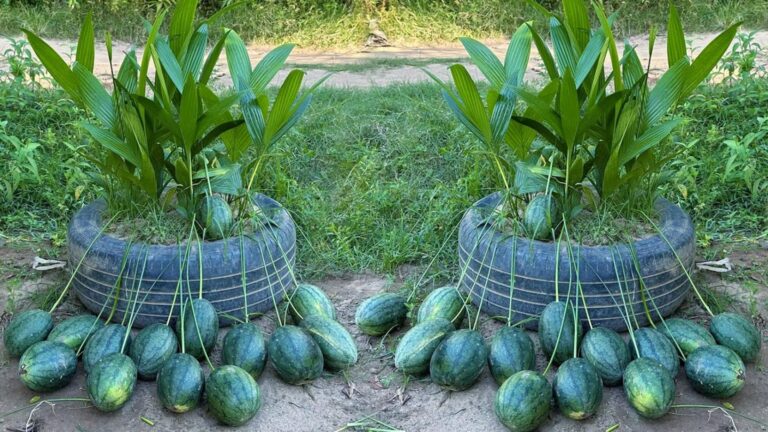 Dieser vergessene Trick mit Kokosnüssen lässt deine Wassermelonen schneller reifen…