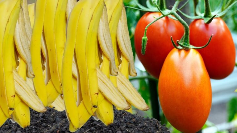 Ein alter Trick für üppige Pflanzen: So verwandeln Bananenschalen Ihren Garten im
