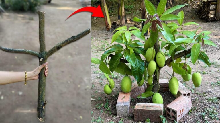 Ein alter Trick zur Veredelung von Mangobäumen für köstliche Früchte in Rekordzeit…