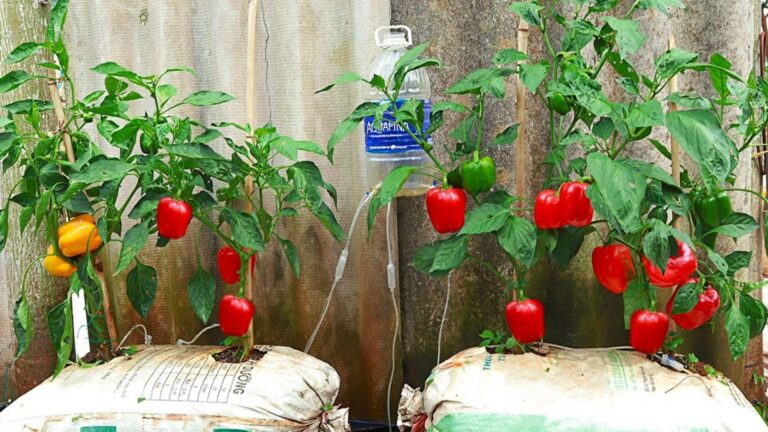 Dieser einfache Trick verwandelt deinen Balkon in ein Paradies voller Paprika…