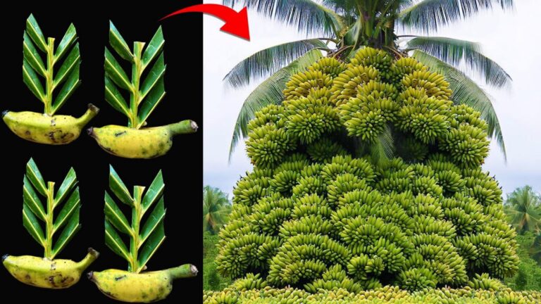 Ein alter Trick für deinen Garten: So zauberst du aus Kokosblättern leckere Bananen…