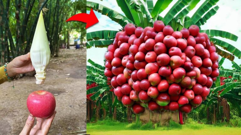 Dieser vergessene Trick bringt dir in kürzester Zeit überreiche Fruchternte…