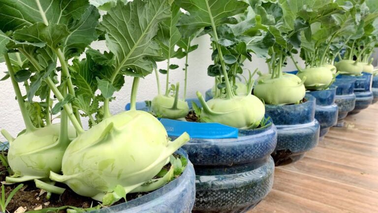 Diese einfache Methode verwandelt jeden Balkon in eine fruchtbare Kohlrabi-Oase …