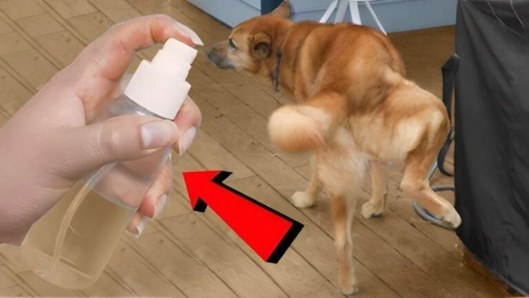 Mit diesem Trick hört Ihr Hund auf, im Haus zu urinieren!