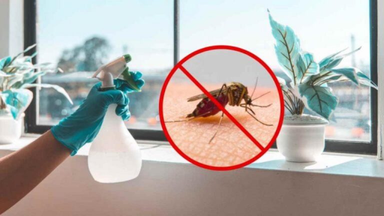 So einfach vertreiben Sie Fliegen und Mücken aus Ihrem Zuhause!