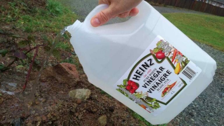 Vinaigre im Garten: Unglaubliche Ergebnisse entdecken!