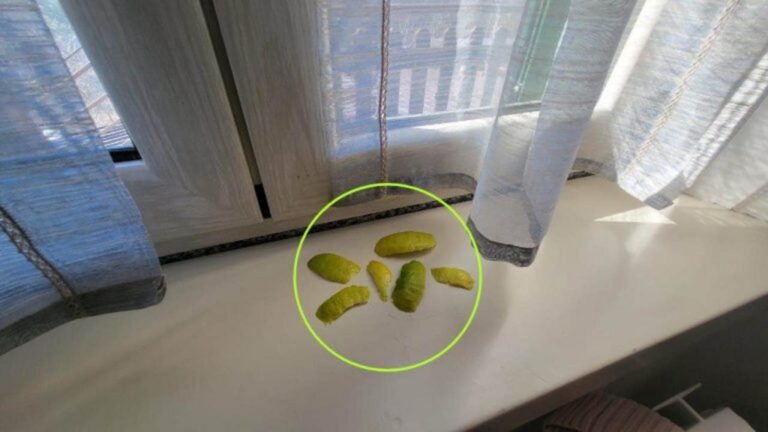 Zitronen-Peeling für mehr Frische im Zuhause