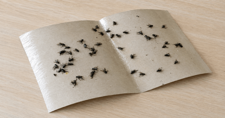 Fliegen loswerden: So stellen Sie eine einfache Fliegenfalle her