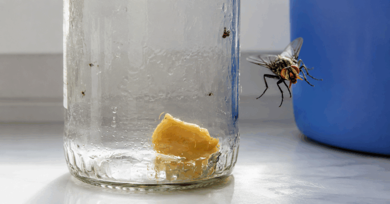 Fliegenfalle selber bauen: Mit diesem einfachen Trick werden Fliegen ganz ohne Chemie angelockt