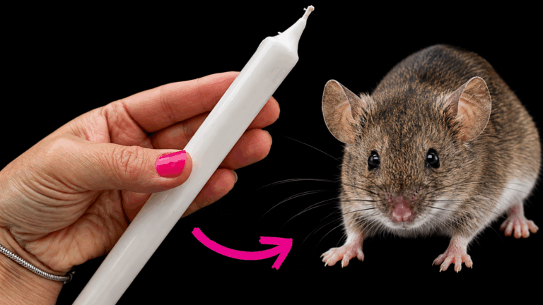 Mäuse und Ratten loswerden: Funktioniert dieser Kerzen-Trick wirklich?